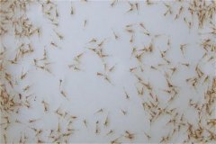 怎樣養好蝦，對當前養蝦業發展的幾點看法