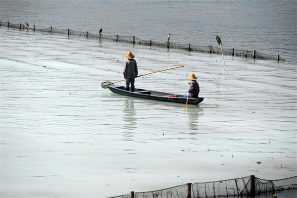 清除野雜魚，減少爭食者