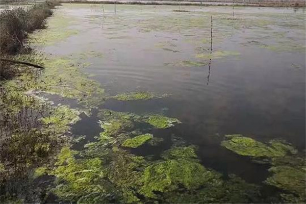 青苔發生的環境條件