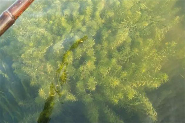 青苔對水產養殖好處