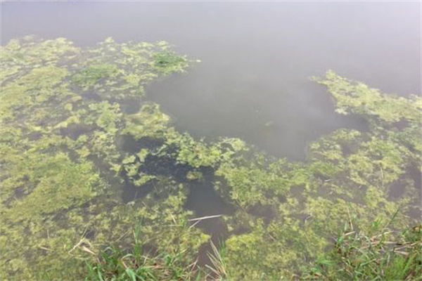 青苔對水產養殖的壞處