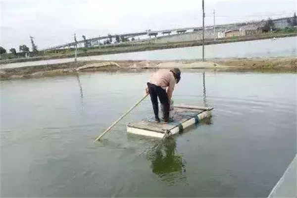對蝦對溫度、鹽度的適應是怎樣的