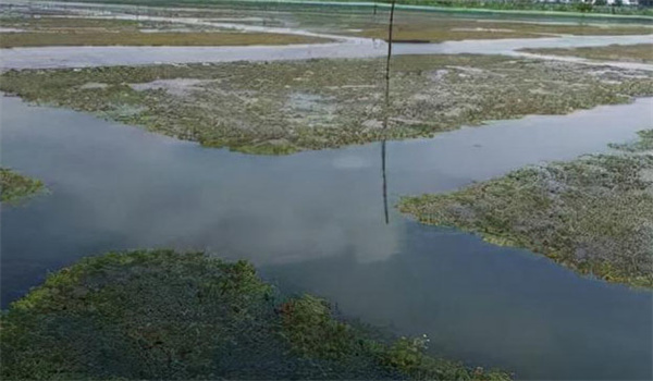 河蟹池中套養鱖魚技術要點