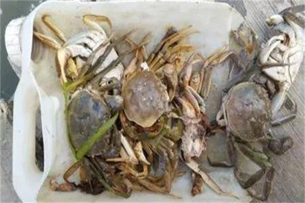 近期河蟹養殖低產甚至虧損的原因