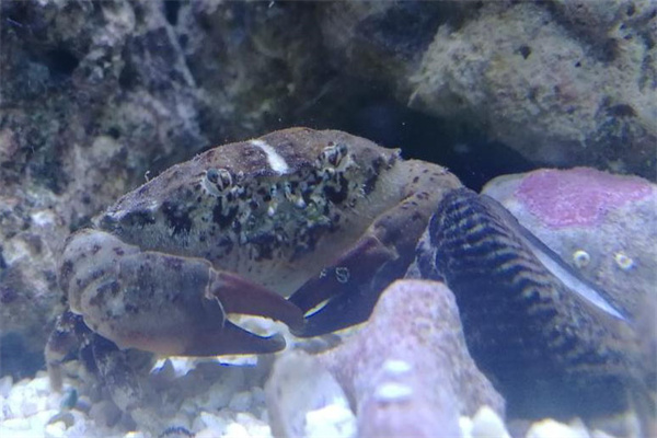 海水蟹類疾病的發生與哪些因素有關