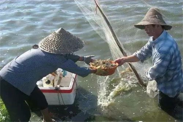 海水蟹類與水環境中致病生物的關系