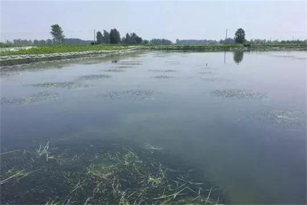 栽種水草，嚴格管護
