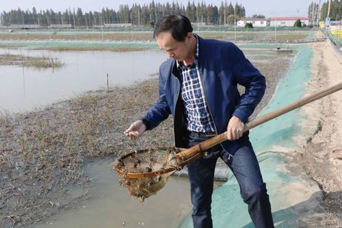 怎樣考慮氣象條件進行養蟹池的飼養管理