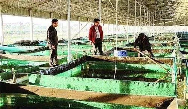 親蟹的暫養和越冬有哪些技術要點