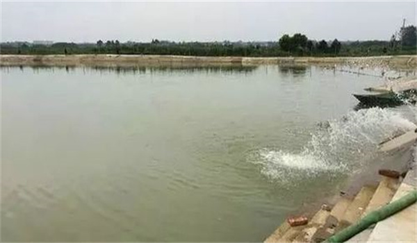 水溫高時如何科學防魚病發生