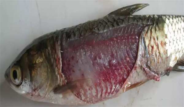 傳染性魚病的癥狀表現