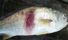 腸炎病，豎鱗病等細菌性魚病防治技術問答