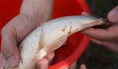 怎樣防治魚的中華魚鳋病，其癥狀表現如何？