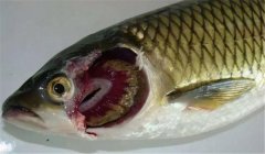 魚類爛鰓病的病因是什么，有哪些癥狀表現？