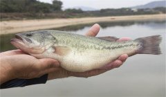 養殖加州鱸魚如何預防病害發生