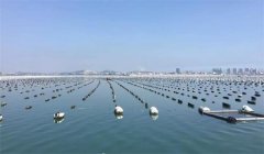 牡蠣養成期怎樣管理