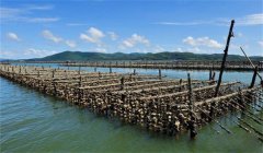 怎樣選擇養蠣場地，牡蠣養殖場地的條件是什么