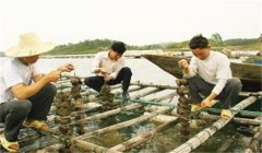 河蚌怎樣采捕、運輸與暫養