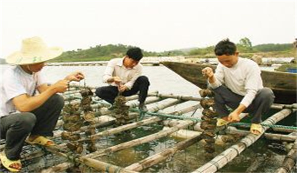 河蚌怎樣采捕、運輸與暫養