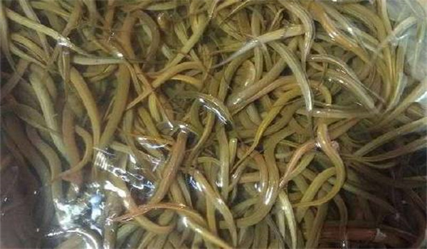 黃鱔與周圍環境的關系