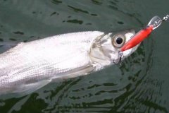 翹嘴魚冬季在什么位置好釣，怎么釣需注意什么