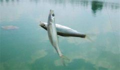 釣到的白條魚能養活嗎？釣白條魚要注意什么？