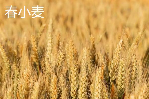 冬小麥和春小麥的區別