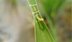 稻縱卷葉螟用什么藥防治，其發生規律是什么？