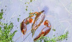 夏季魚種混養小龍蝦技術