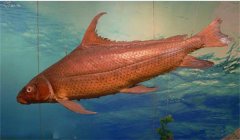 美國大口胭脂魚養殖技術