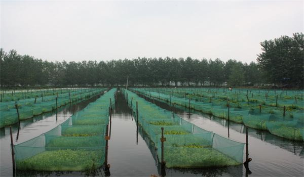 網箱養殖泥鰍需要注意
