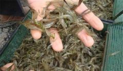 池塘青蝦雙茬的科學養殖技巧