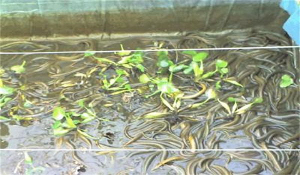 黃鱔的放養要求