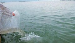 海膽人工苗種放流養殖技術的要點是什么