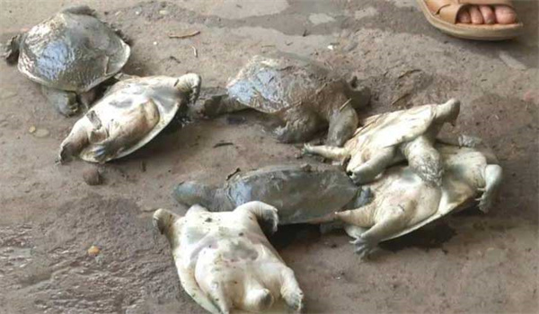 為什么會出現鱉的越冬死亡癥