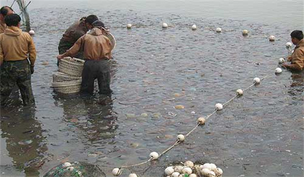 池塘養殖海蜇回捕率低的原因