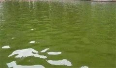 夏季水產養殖應注意的幾個問題