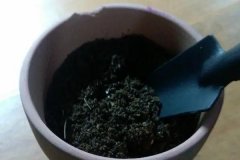 如何正確使用多菌靈 需注意什么，用多了會怎樣