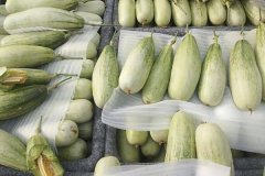 羊角蜜甜瓜什么時間成熟上市，怎么看熟不熟？