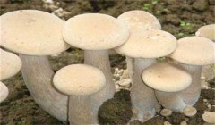 食用菌有哪些營養類型:腐生性、共生性、寄生性