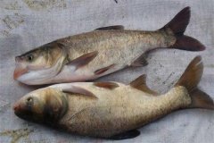 鳙魚和鰱魚的區別，鳙魚和鰱魚如何搭配放養