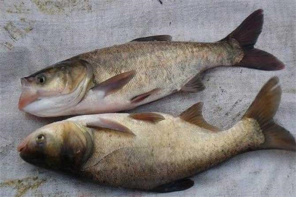 鳙魚和鰱魚的區別
