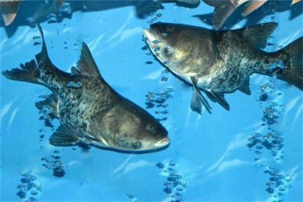 鳙魚和鰱魚如何搭配放養