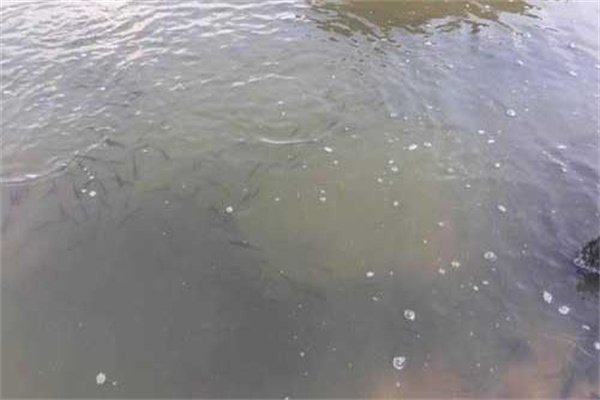 筍殼魚養殖的池塘條件