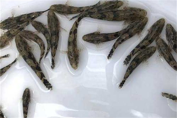 筍殼魚養殖飼料的改進