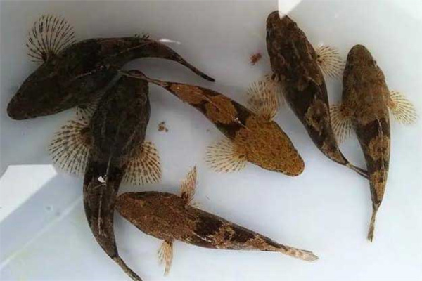 筍殼魚養殖的種苗選擇