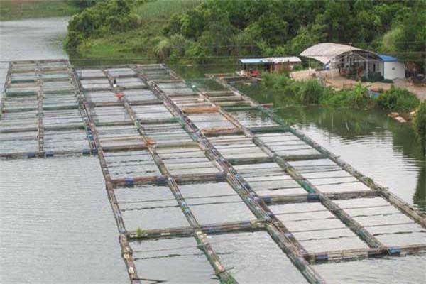 怎樣用小網箱養殖羅非魚