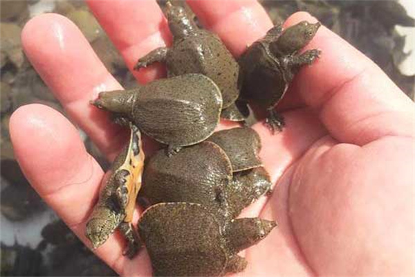 春季甲魚種苗放養及注意事項