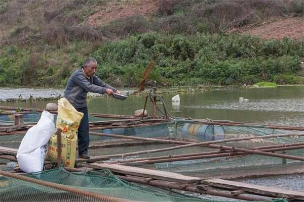 寒冷天氣羅非魚養殖管理