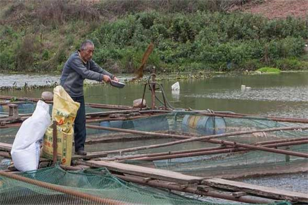 吉富品系羅非魚養殖管理技術